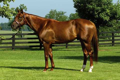 Smarty Jones - The Kentucky Derby and Preakness Winner 2004