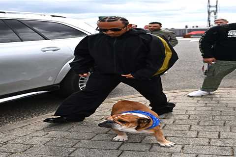 The return of a paddock icon – Lewis Hamilton brings Roscoe the vegan bulldog back to Silverstone..