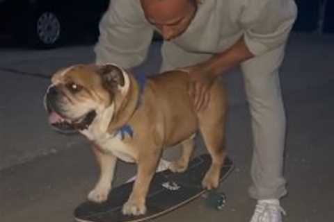 Lewis Hamilton teaches vegan bulldog Roscoe how to SKATEBOARD as F1 star pumps iron ahead of French ..