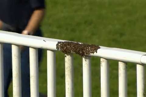 ‘Unbeelievable’ – punters in stitches as hurdles bypassed and racing delayed at Worcester because..