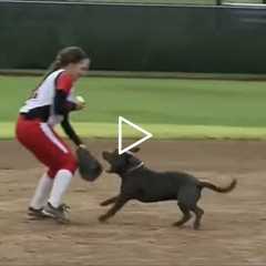 Most Unexpected Animal Interference Moments in Sports | Funny Invasions & Interruption