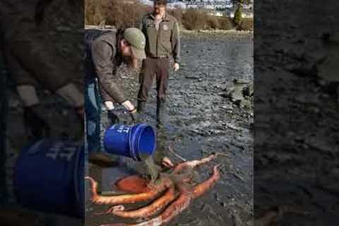 A giant Pacific octopus was kept alive and returned to sea after being beached in Washington #shorts