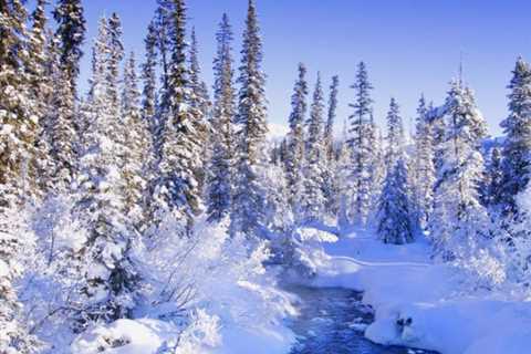 Winter Vacation Spots With Snowshoeing and Nature Walks in Snowy Forests