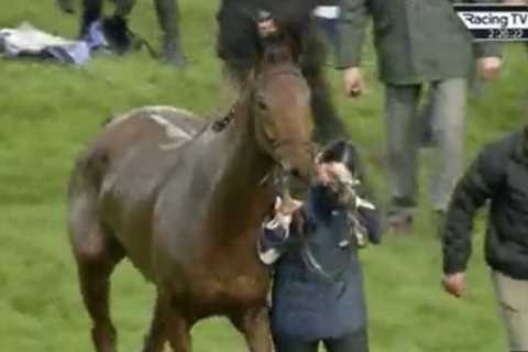 Loving groom who stole hearts with Cheltenham tears after Dysart Dynamo’s fall & recovery opens ..