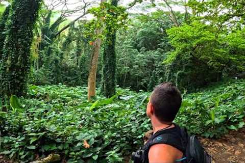 Hiking to Manoa Falls - Just Outside Honolulu, Hawaii  (Family Hike)