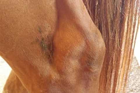 Can Bone Spavin Be Treated By High-Intensity Lasers? – Horse Racing News