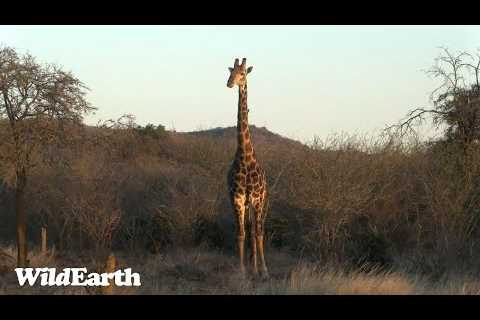 WildEarth - Sunset Safari -29 June 2023