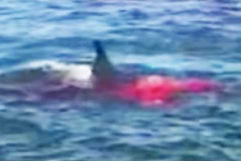This Female Surfer Gets RIPPED APART by Biggest Shark in South Africa