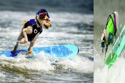 🌊Surfing Dogs Ride Waves to Fame at World Championships in Pacifica 🌊