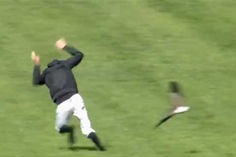 Jockey's Nightmarish Encounter with Attacking Birds on Racecourse