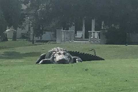 Giant Gators Invade Florida Golf Course