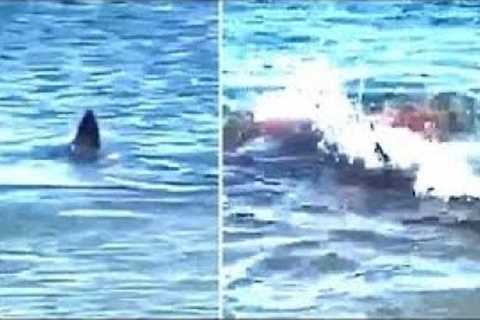 This Great White Shark Showed No Mercy For Martha Morrell