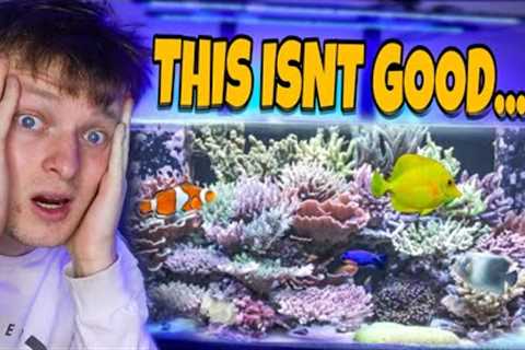 HUGE PROBLEM WITH MY REEF TANK!!