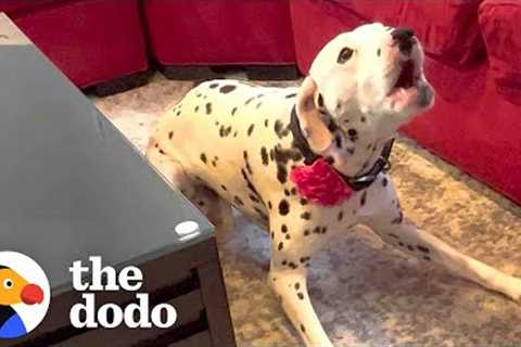 Dalmatian Who Was Terrified Of Men Gets Adopted By One | The Dodo