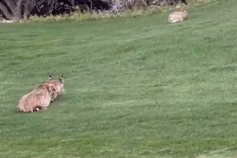 Wild Bobcat Kills Rabbit on Golf Course, Shocking Fans