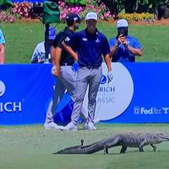 Play at the 17th tee of the Zurich Classic in New Orleans halted as ALLIGATOR takes a walk across..