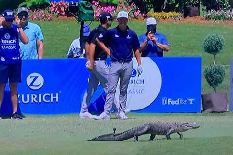 Play at the 17th tee of the Zurich Classic in New Orleans halted as ALLIGATOR takes a walk across..