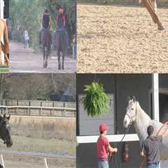 Aiken’s Top Equestrian Events: A Must-See Guide for Horse Lovers