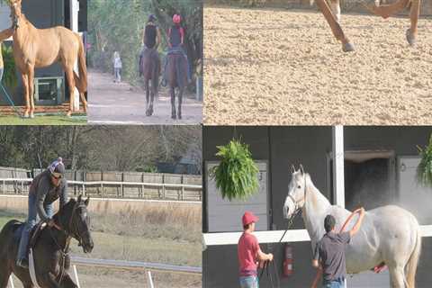 Aiken’s Top Equestrian Events: A Must-See Guide for Horse Lovers