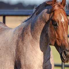 The Impact of Laws and Regulations on the Horse Industry in Beaver County, Pennsylvania