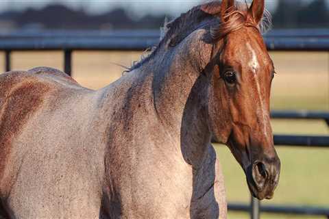 The Impact of Laws and Regulations on the Horse Industry in Beaver County, Pennsylvania