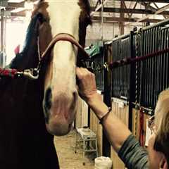 The Ultimate Guide to Accommodations for Horse Shows in Southwestern Missouri