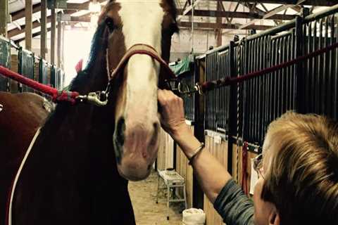 The Ultimate Guide to Accommodations for Horse Shows in Southwestern Missouri