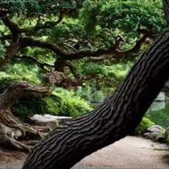 Aging Japanese Gardens: Timeless Design and the Zen Philosophy of Change