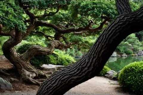 Aging Japanese Gardens: Timeless Design and the Zen Philosophy of Change